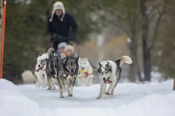 Husky-piknik