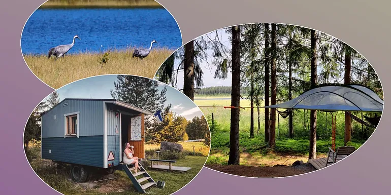 Enjoy a Finnish sauna experience and relax in a private tree tent.