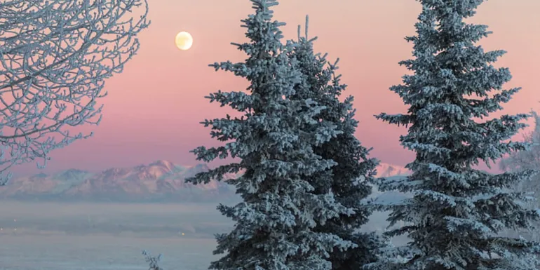 Landscape of Finnish forest in winter