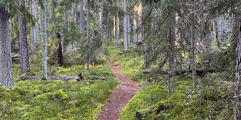 Polku metsässä