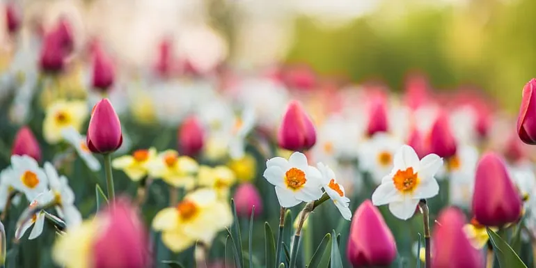 Flowers in arboretum.