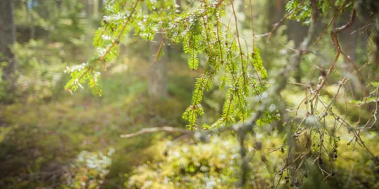 Forest and sunshine.