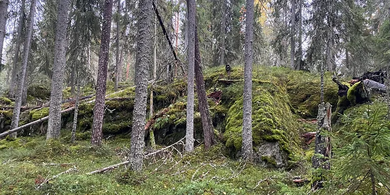 Old spruce forest.