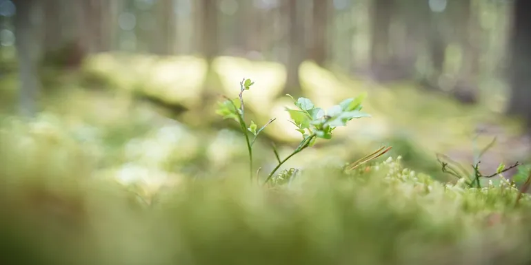 Sunshine in the forest .